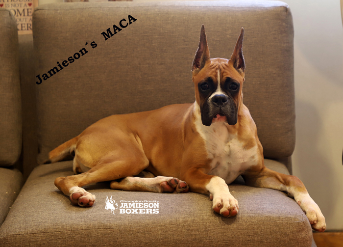 MACA 
